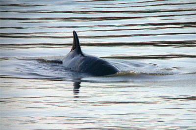Bottlenose Whale revealing dorsal fin